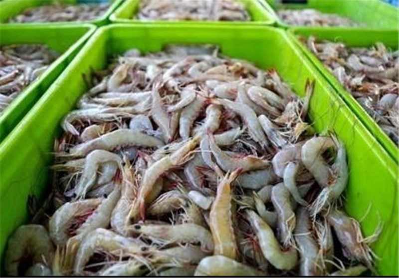 تصویر 1 از میگو دریای خزر مرغوب مناسب پخت غذاهای محلی و دریایی